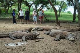 Pulau Komodo. dok. Katadata. Menparekraf Sandi Laporkan Tarif Masuk Rp3,7 Juta ke Pulau Komodo Dibatalkan