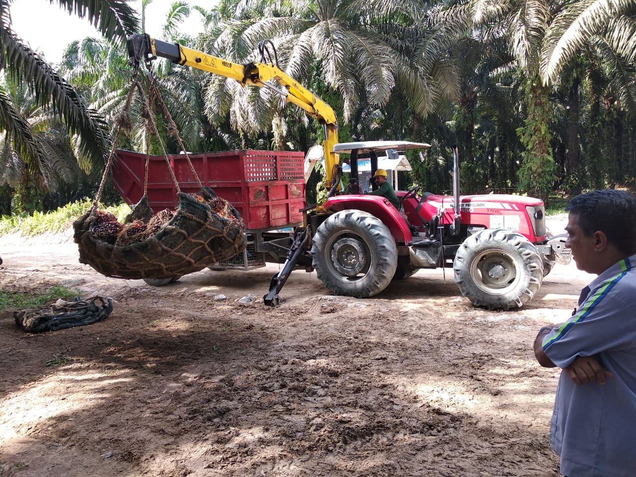 Aktivitas di perkebunan PT Sawit Sumbermas Sarana Tbk (SSMS). dok. SSMS. Jelang Tutup Tahun, Ini Pencapaian Positif Sawit Sumbermas Sarana (SSMS)