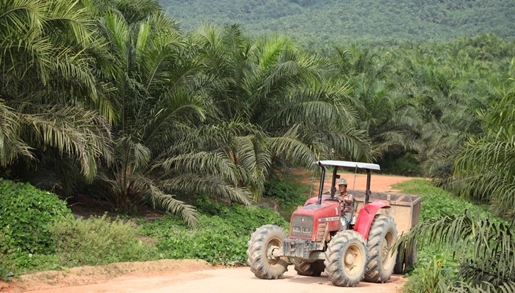 Melanjutkan Aksi Tender Offer Global Bond, Saham SSMS Dalam Pola Uptrend