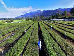 Toba Pulp Lestari (INRU) dan Riau Andalan (RAPP) Teken Addendum Sewa Aset. dok. Toba Pulp Lestari. Toba Pulp Lestari (INRU) dan Riau Andalan (RAPP) Teken Addendum Sewa Aset