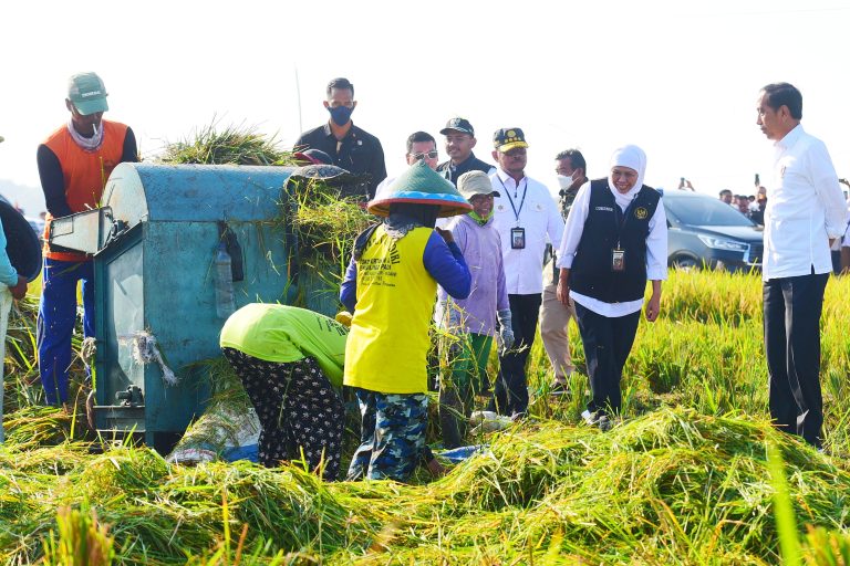 Presiden Janjikan Upayakan Harga Gabah Petani Tak Jatuh Saat Panen Raya