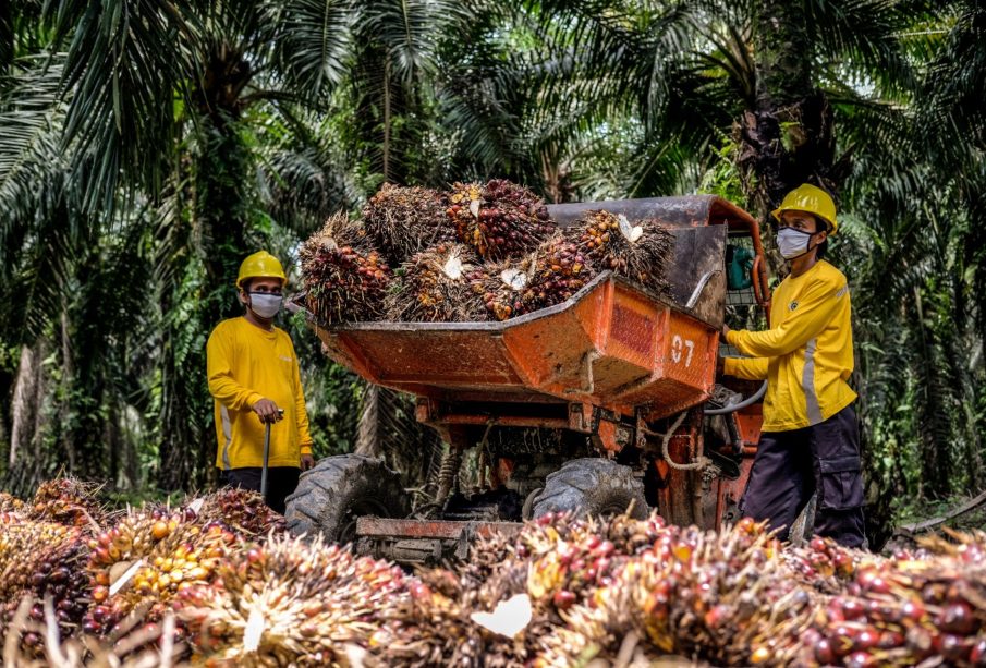 Eagle High Plantations (BWPT) Akhiri Rugi Menahun dengan Laba Rp17 Miliar di 2022