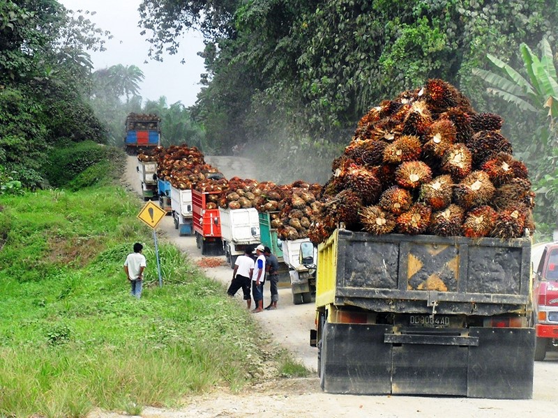 Alokasikan Rp3,4 Triliun Utuk DBH Sawit, Pemerintah Siapkan RPP Penyalurannya