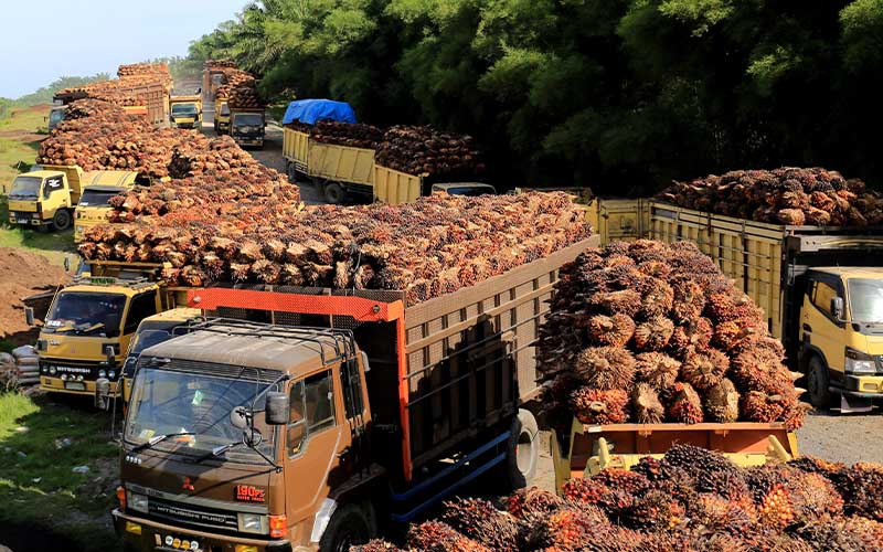 Laba Melambung 458 Persen, Gozco Plantations (GZCO) Pilih Puasa Dividen
