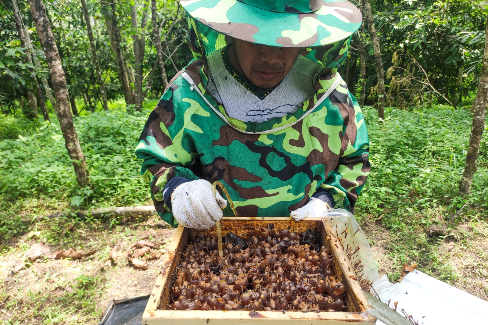 Muri Tajam, Manager of Mining SHE Semen Baturaja sedang melakukan proses panen madu trigona di area green house lahan reklamasi pascatambang Pabrik Baturaja, Desa Pusar, Kecamatan Baturaja Barat, Kabupaten Ogan Komering Ulu, Sumatera Selatan. dok. SIG. ist. Melihat Budidaya Lebah Trigona di Lahan Pascatambang Semen Baturaja