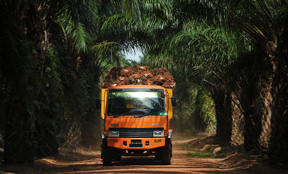 Austindo Nusantara (ANJT) Sebar Dividen Rp27,8 Per Saham, Cek Jadawalnya