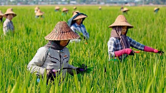 Nilai Tukar Petani dan Usaha Rumah Tangga Pertanian Mei 2023 Naik Tipis