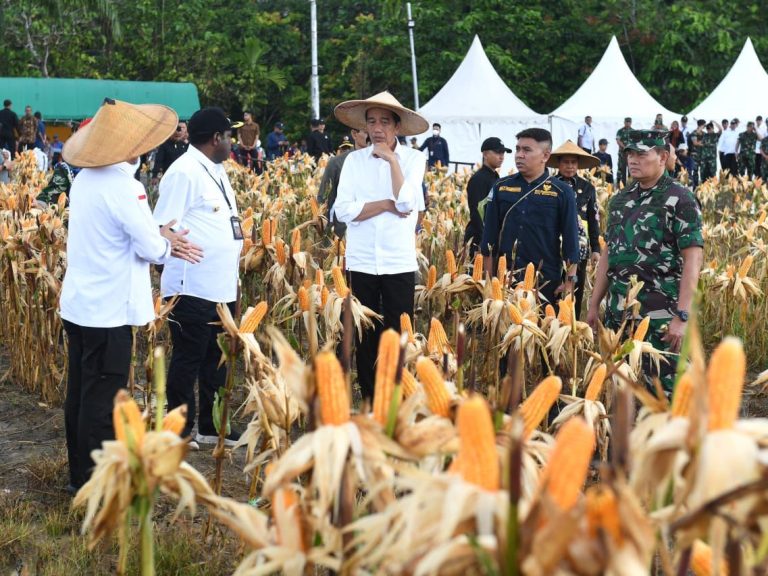 Presiden Berharap Food Estate di Papua Bisa Penuhi Kebutuhan Jagung Nasional