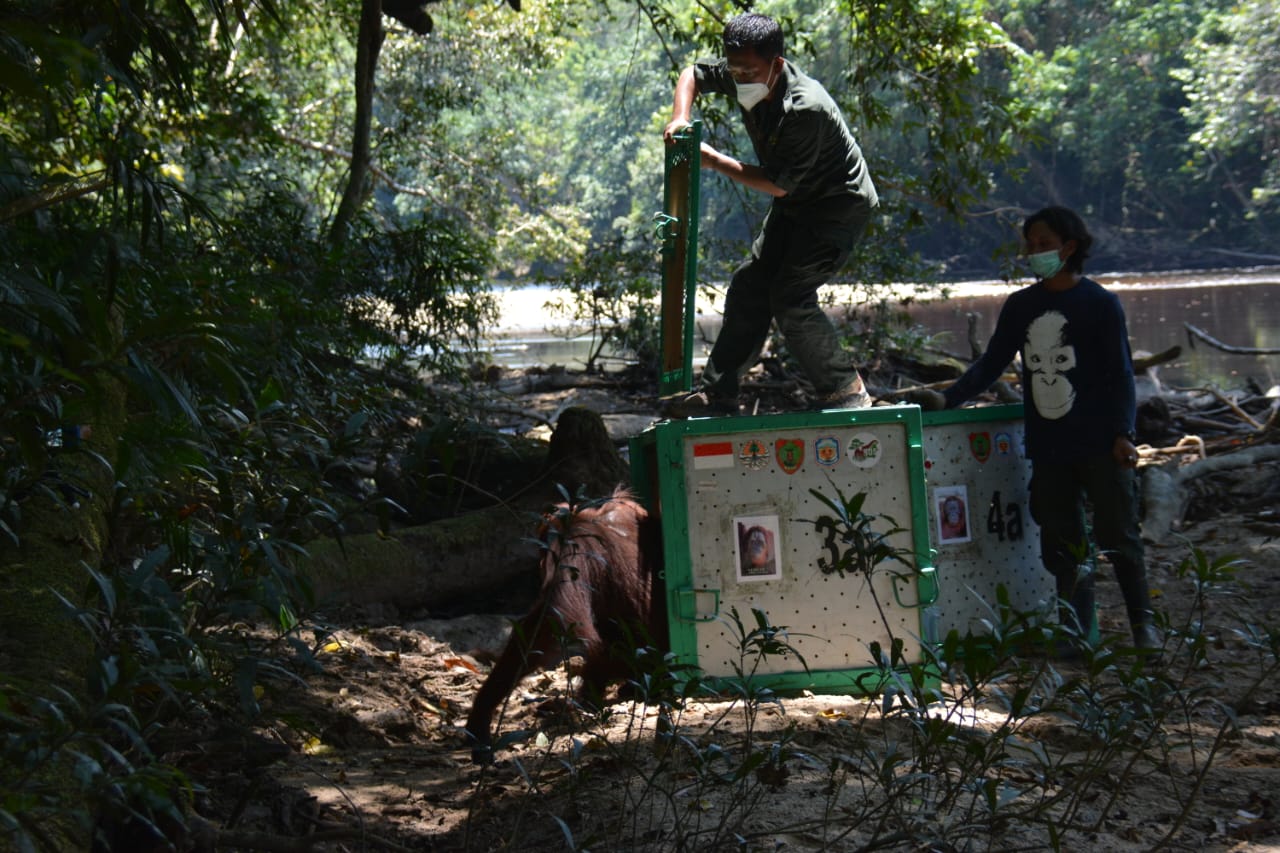 Pulau Salat, kawasan prapelepasliaran individu orang utan yang diinisiasi PT Sawit Sumbermas Sarana Tbk (SSMS). dok. SSMS. Perkuat Ketertelusuran Rantai Pasok, SSMS Percepat Implementasi Sertifikat RSPO dan ISPO
