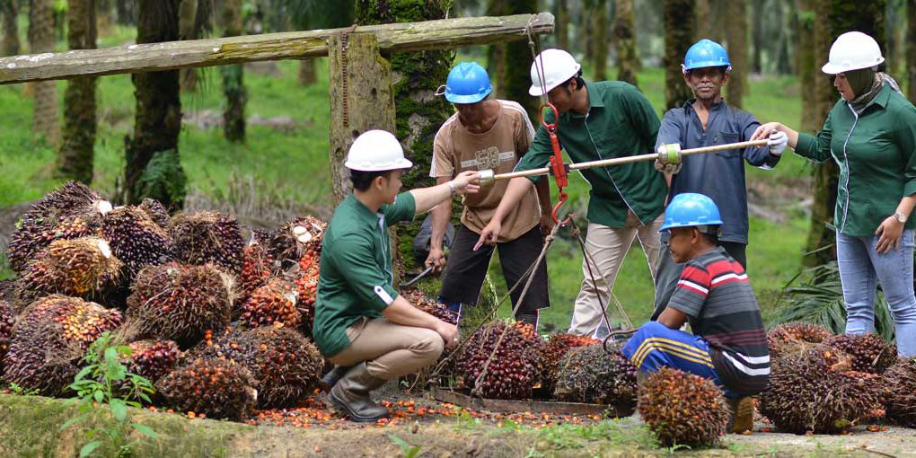 Terpangkas 54 Persen, Laba Astra Agro (AALI) Paruh Pertama 2023 Tersisa Rp367 Miliar