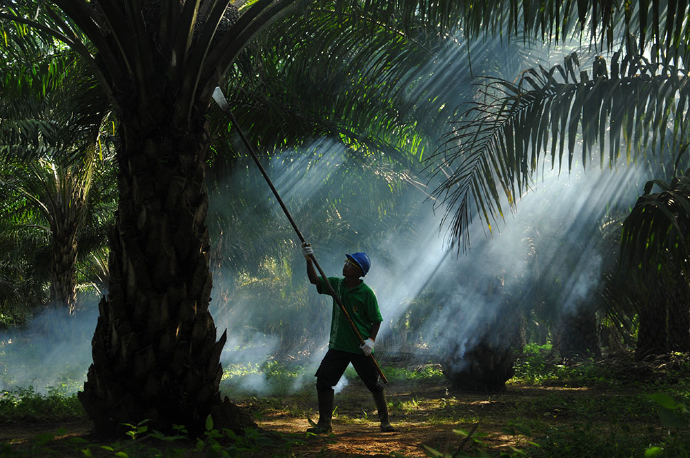 Melorot 60 Persen, Sampoerna Agro (SGRO) Semester I-2023 Sisakan Laba Rp212,26 Miliar