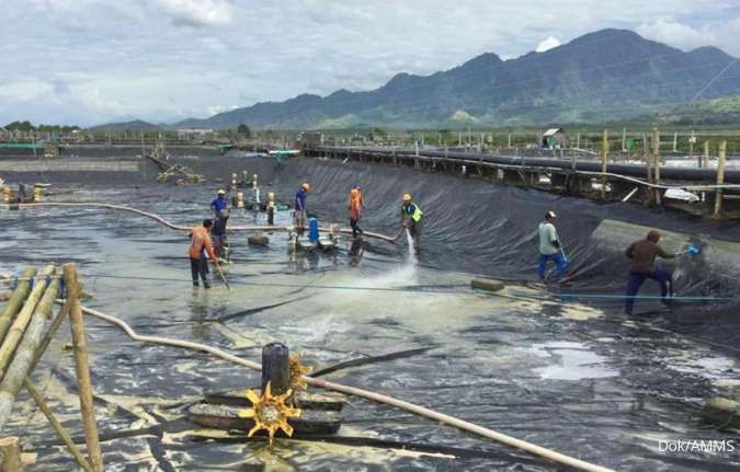 Melorot 23 Persen, Laba Agung Menjangan Mas (AMMS) Medio 2023 Tersisa Rp567 Juta