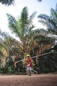 Bos, Buang 1 Miliar Saham Nusantara Sawit (NSSS) Rp190 per Lembar