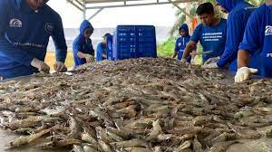Book Building, Perusahaan Tambak Udang di Teluknaga (UDNG) IPO Rp90-100 per Saham