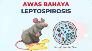 Kampanye waspadai penyakit Leptospirosis. dok. IG @eksplore.bantul. Viva. Musim Pancaroba, Guru Besar FKUI Minta Waspadai Penyakit Leptospirosis