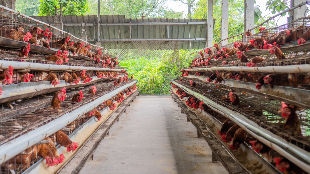Perusahaan Peternakan dan Rumah Potong (AYAM) Book Building Rp100-110 per Lembar