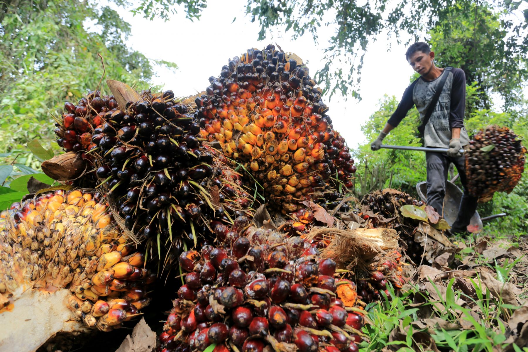 Emiten Sawit Milik TP Rachmat (TPAG) Raih Pinjaman dari OCBC NISP dan DBS Rp731 M
