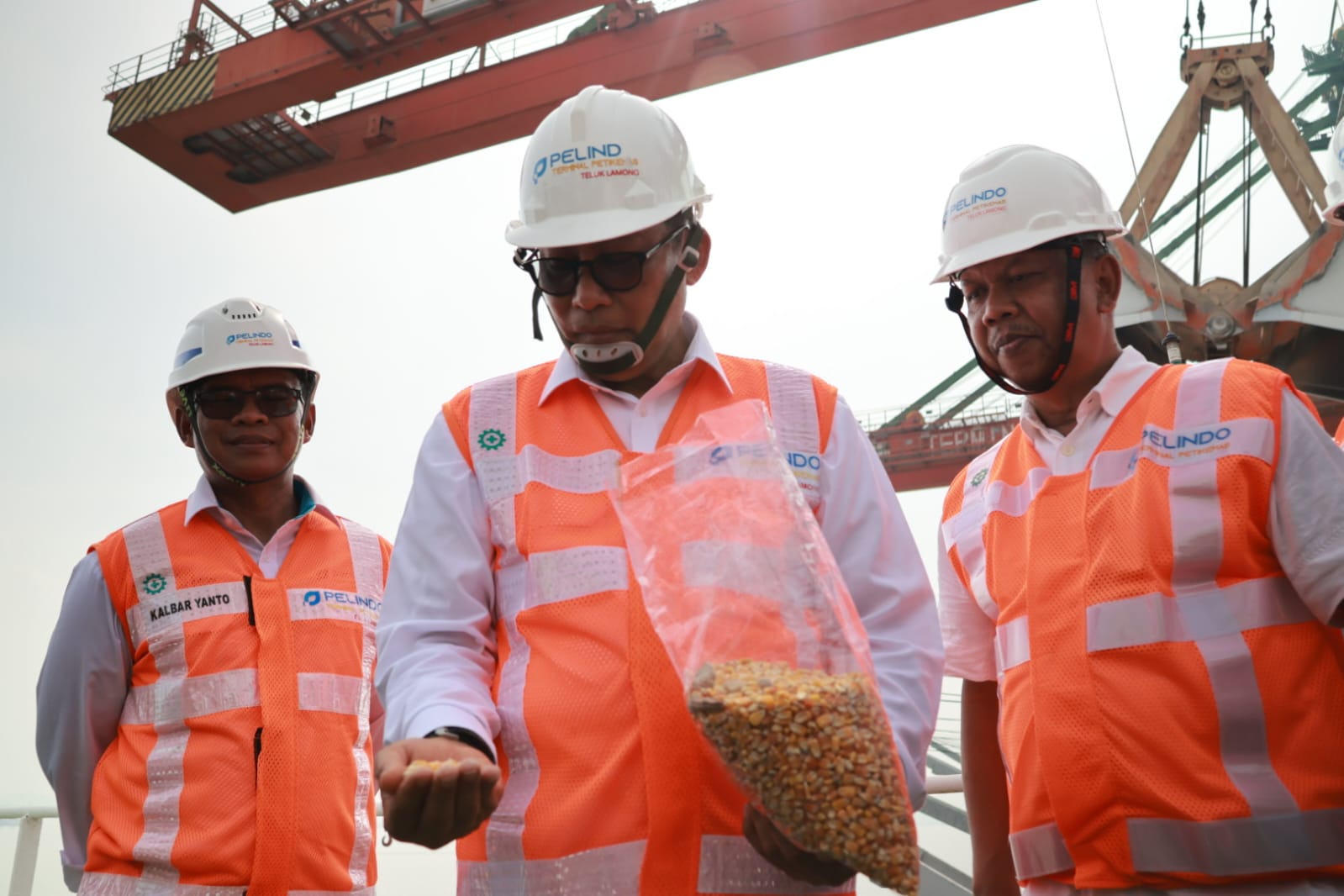 Stabilkan Harga di Peternak, BULOG Segera Gelontorkan Jagung Pakan