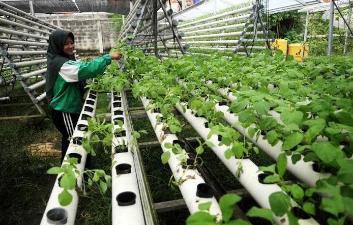Bangun Ketahanan Pangan, PP Presisi (PPRE) Jalankan Urban Farming Food Estate Depok