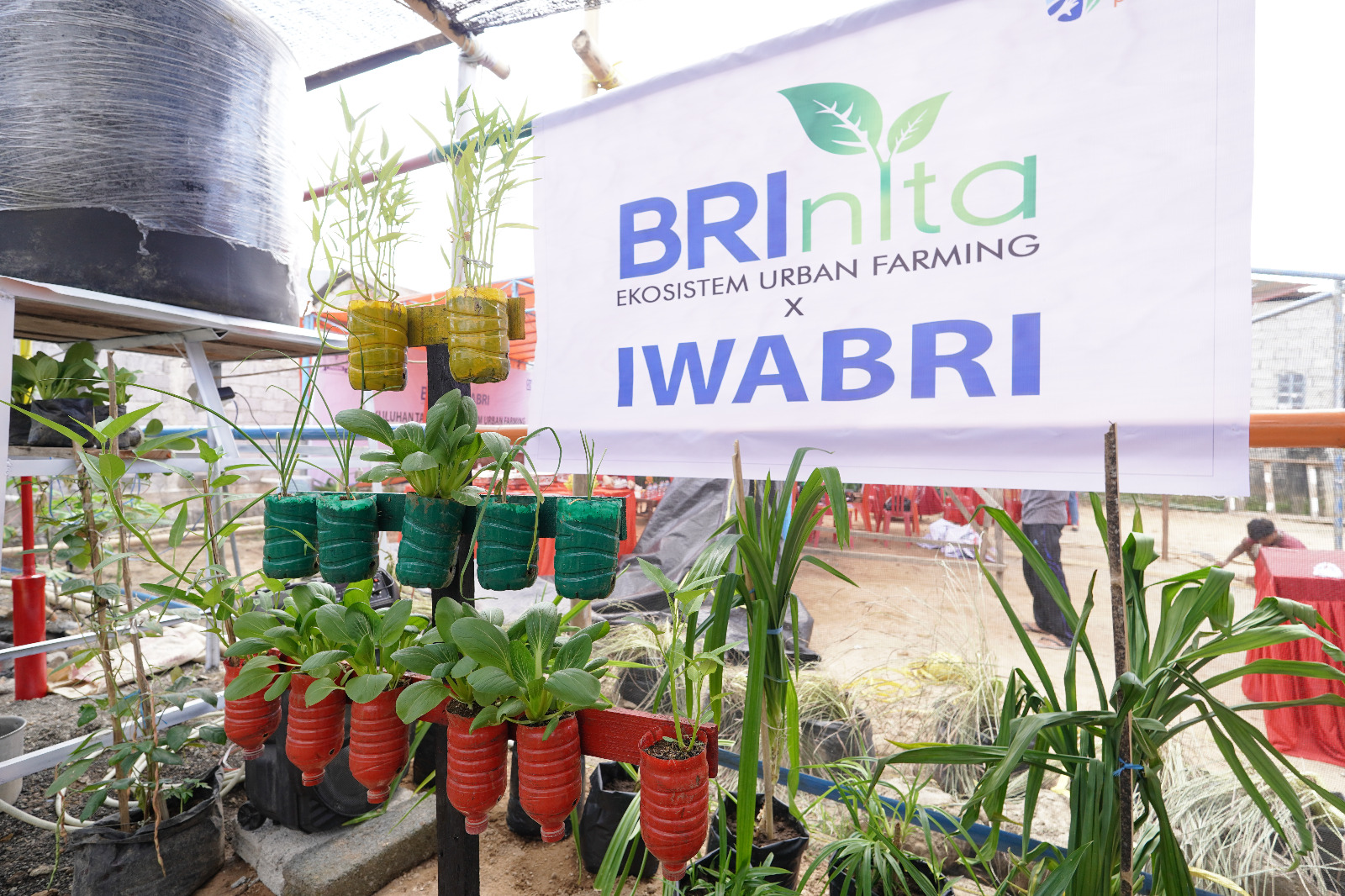 Warga Tuminting Manado Bersama BRI Ubah Lahan Timbunan Sampah Jadi Urban Farming BRInita