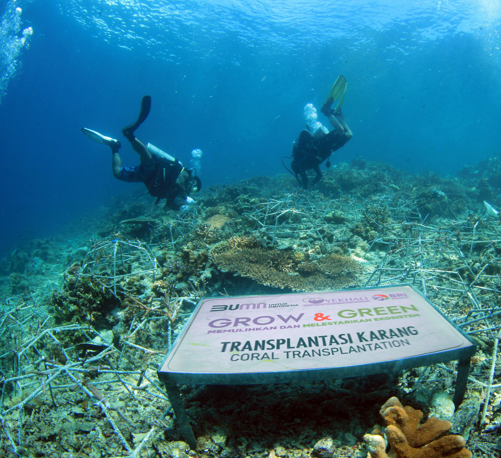Upaya konservasi terumbu karang oleh Kelompok Maratua Peduli Lingkungan pun semakin menggeliat setelah berkolaborasi dengan BRI Peduli. dok. BRI. Geliat Kelompok Maratua Lestarikan Terumbu Karang di Berau, Bersama BRI Peduli