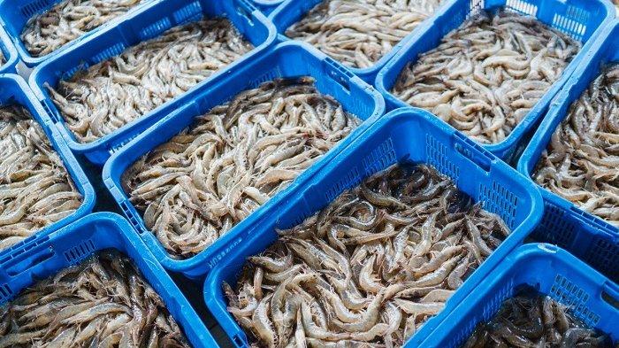 KKP Siapkan Langkah Hadapi Tuduhan Anti-Dumping Ekspor Udang Beku AS