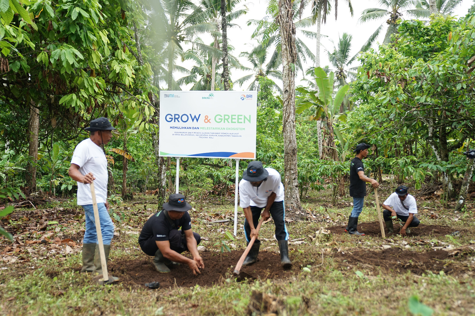 PT Bank Rakyat Indonesia (Persero) Tbk. (BBRI) melalui BRI Grow & Green memberdayakan dua kelompok tani di Bali. dok. BRI. Tanam Pohon Produktif di Lahan Kritis, BRI Grow & Green Berdayakan 2 Kelompok Tani di Bali