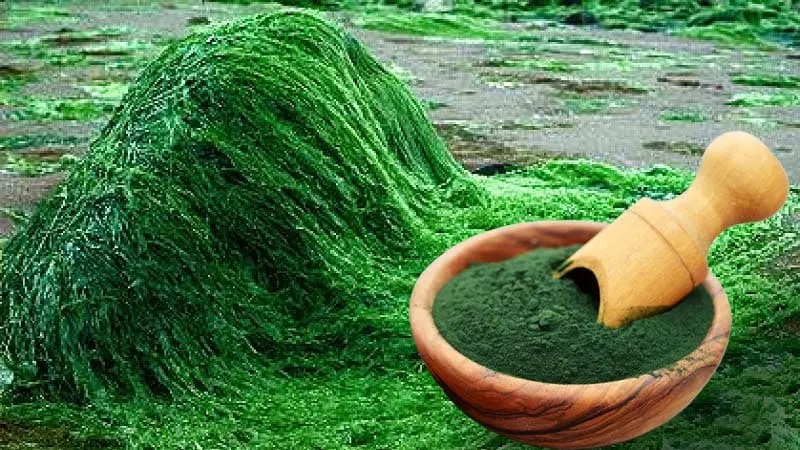 Kemenperin Kembangkan Hilirisasi Komoditi Spirulina dan Porang