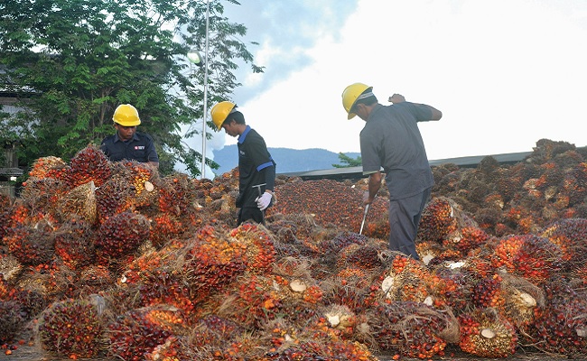 Susut 38 Persen, Laba Salim Ivomas (SIMP) 2023 Tersisa Rp736 Miliar