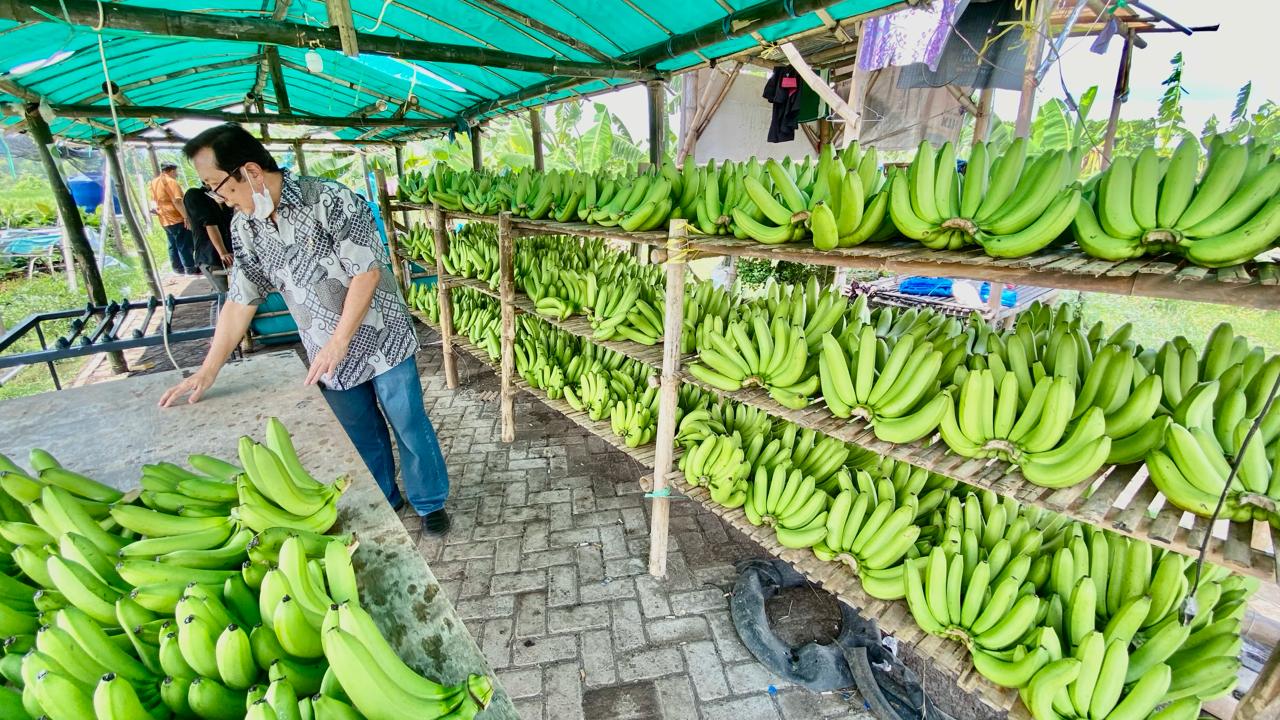 Petani Klaster Usaha Pisang Cavendish Sumber Makmur Organik Wonorejo, di Pasuruan, Jawa Timur, bisa mengubah lahan tidak produktif menjadi subur untuk menanam varietas Pisang Cavendish. dok. BRI. Ini Kisah Sukses Petani Pisang Cavendish Binaan BRI (BBRI) di Pasuruan