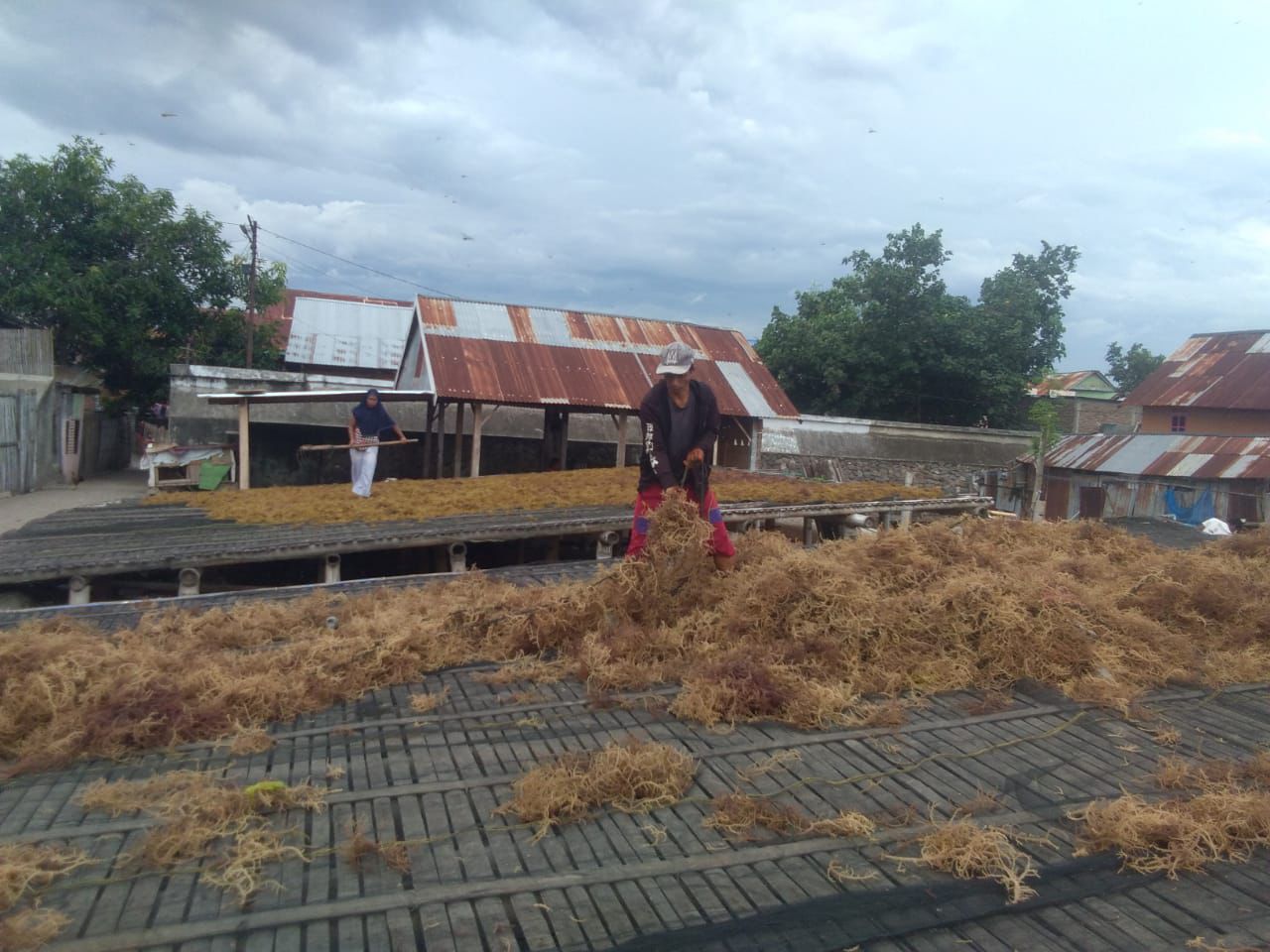 Aktivitas wrga Kampung Lasepang, Kecamatan Lamalaka, Kabupaten Bantaeng, Sulawesi Selatan, pelaku UMKM Binaan BRI yang mendorong perekonomian nelayan pesisir Sulawesi Selatan dengan budidaya rumput lautnya. dok. BRI. Klaster Usaha Rumput Laut Kampung Pogo, Sukses UMKM Binaan BRI