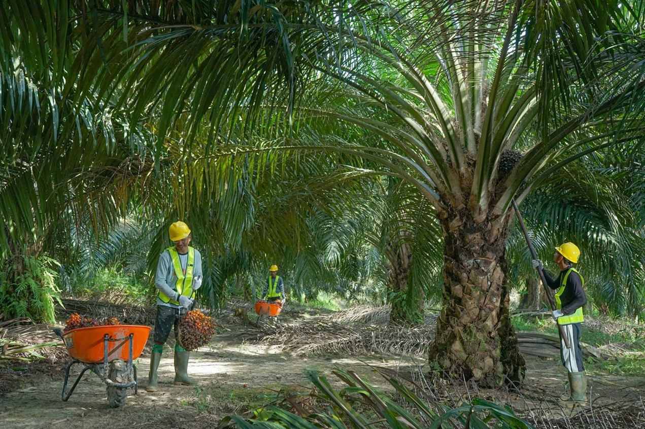 Pekebun Swadaya Binaan SSMS Sukses Raih Insentif Penjualan Kredit RSPO