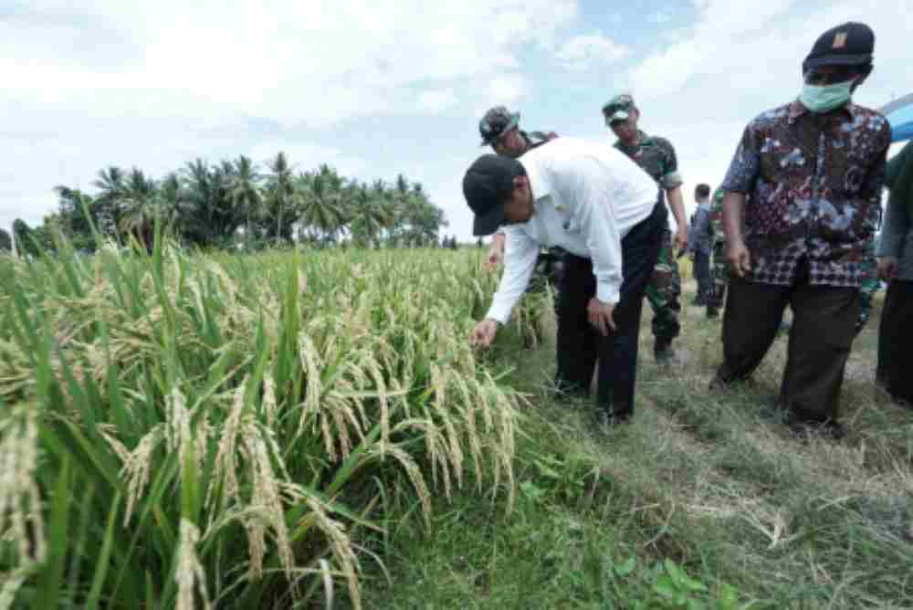 Alokasi Pupuk Subsidi jadi Rp54 Triliun, Kado Istimewa Buat Petani