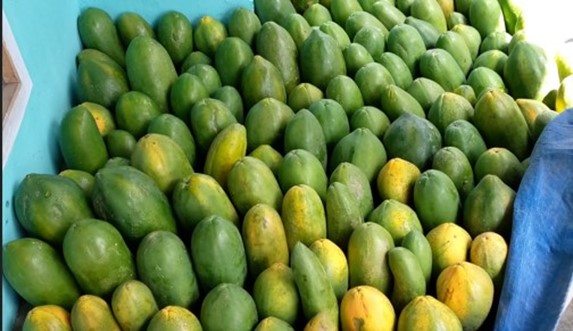 Petani Pepaya Raup Omzet Rp36 Juta, Berkat Pinjaman Ultra Mikro BRI