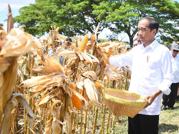 Presiden Tekankan Pentingnya Jaga Keseimbangan Harga Pangan