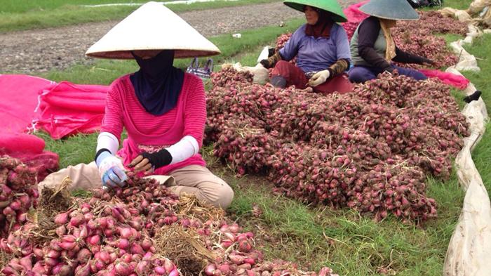 Nilai Tukar Petani dan Usaha Rumah Tangga Petani Naik Tipis