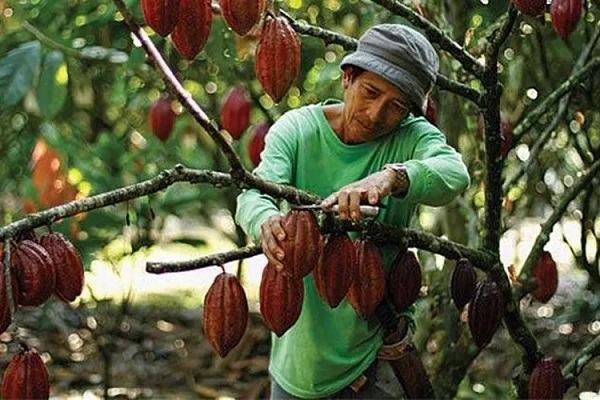 Pemerintah mendongkrak produksi kakao lokal dengan mengembangkan industri kakao yang juga melibatkan kebun rakyat untuk memenuhi kebutuhan kakao nasional. Kebun Rakyat Akan Dilibatkan untuk Dongkrak Produksi Kakao Lokal