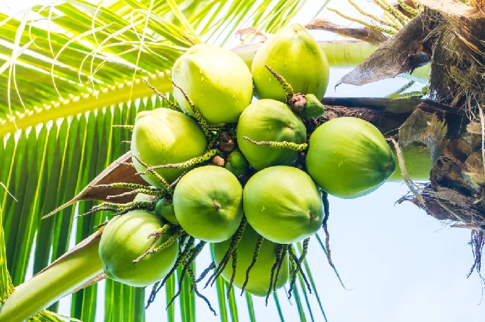 Produksi Kelapa 2,8 Juta Ton, Presiden: Potensi Besar Ekonomi Hijau