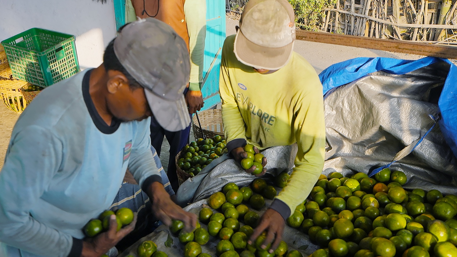 Memiliki komitmen dalam mendukung penguatan sektor pertanian di Indonesia, BRI menjadi mitra strategis bagi para petani Jeruk Semboro. Melalui penyaluran Kredit Usaha Rakyat (KUR), petani jeruk Semboro mendapatkan dukungan permodalan yang mudah dan terjangkau. dok. BRI. BRI Dampingi Klaster Jeruk Semboro Terapkan Pertanian Berkelanjutan