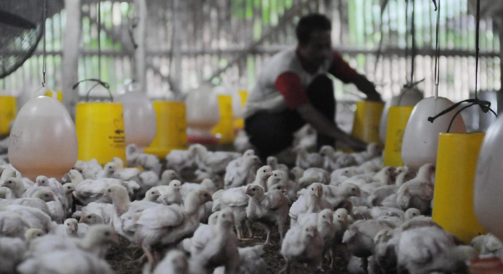 Pekerja di peternakan ayam milik JPFA Jafpa Comfeed (JPFA) Tebar Dividen Interim Rp813,9M, Telisik Jadwalnya