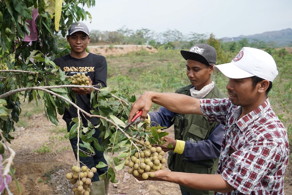 Para petani kala memanen hasil produksi tanaman di lahan Semen Indonesia. FOTO - ISTIMEWA Periksa! Ini Strategi SIG Dongkrak Kesejahteraan Petani Rembang
