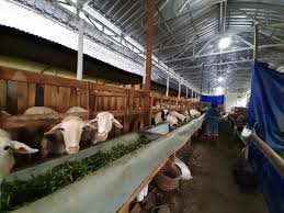 Lindungi Peternak, Pemerintah Stop Sementara Impor Daging Domba