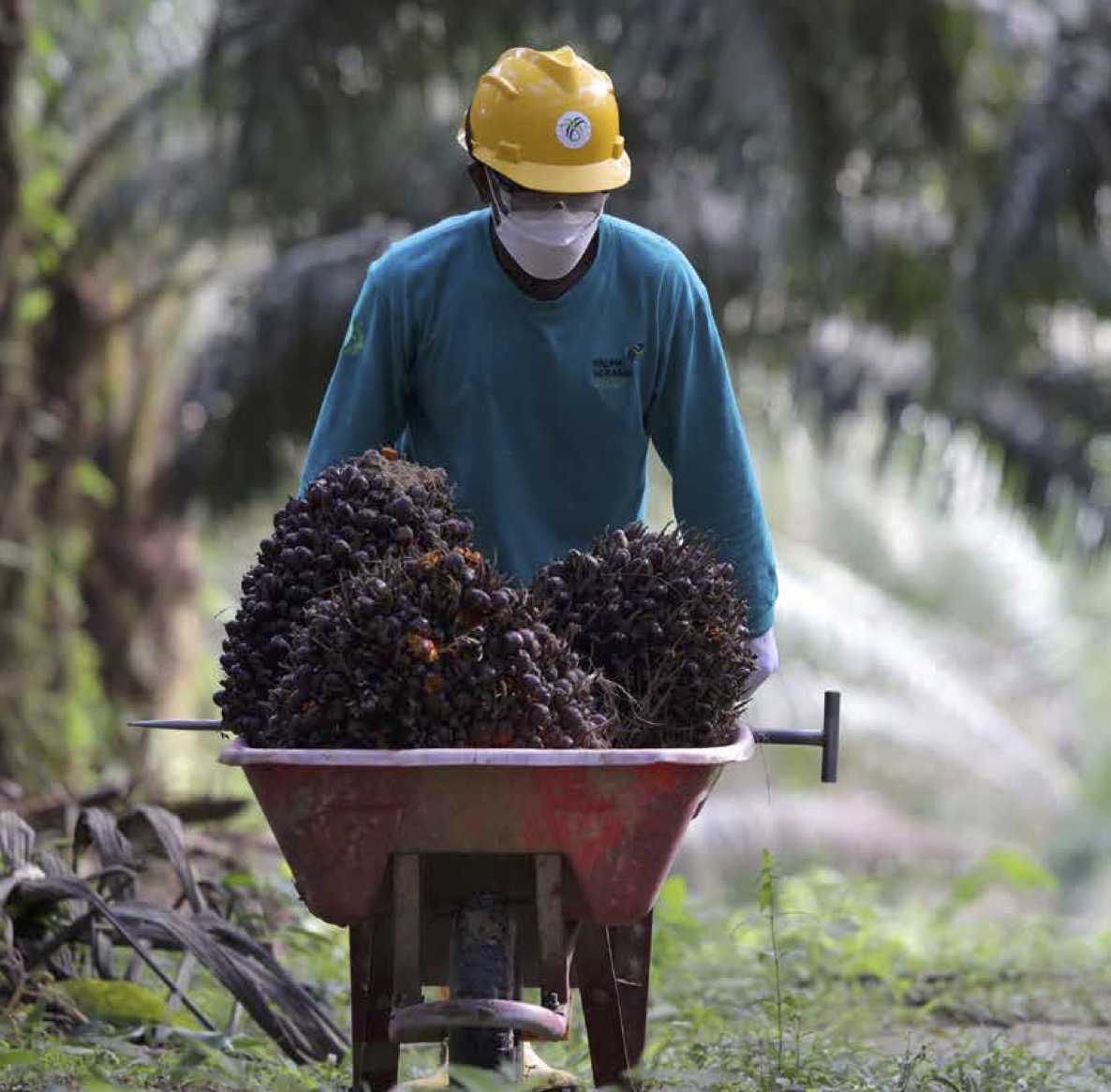Pekerja tengah mengangkut tandan buah segar di area perkebunan Palma Serasih. FOTO - ISTIMEWA Tambah Porsi, Jalinankasih Jala 286,55 Juta Saham PSGO Rp165 per Helai