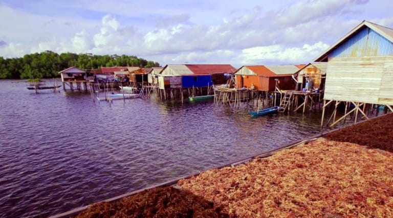 Kota Bontang, Kalimantan Timur, kota industri dan jasa, membuka peluang investasi di sektor budidaya rumput laut dan pengalengan ikan. Dok. Ist. Manfaatkan Potensi Lokal, Bontang Buka Peluang Investasi Rumput Laut