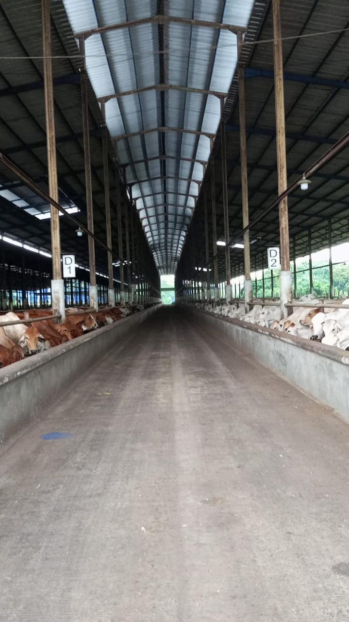 Sambut Perubahan Peraturan Pemerintah, BEEF Siap Datangkan Sapi Brazil
