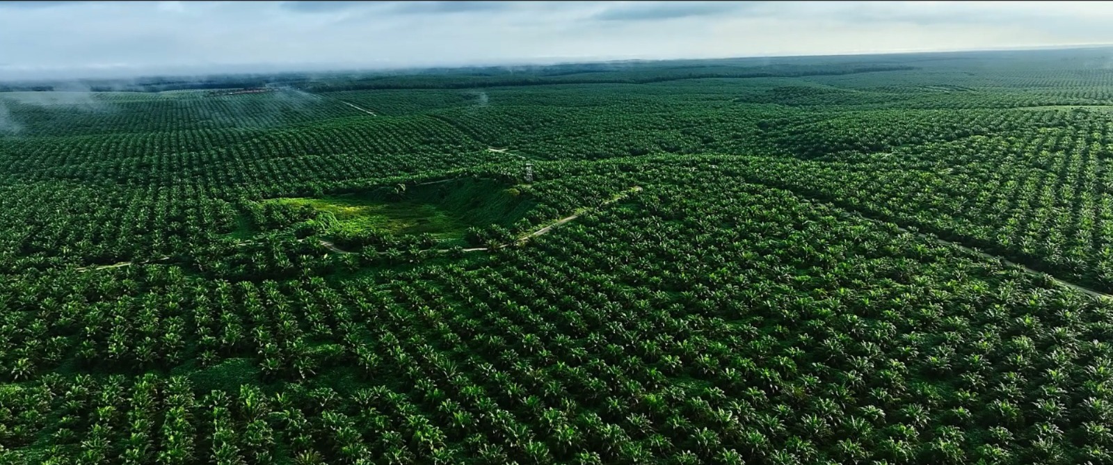 perkebunan kelapa sawit milik PT Astra Agro Lestari Tbk (AALI). DOK/AALI Kinerja Tumbuh Subur, Astra Agro (AALI) Dukung Ketahanan Pangan