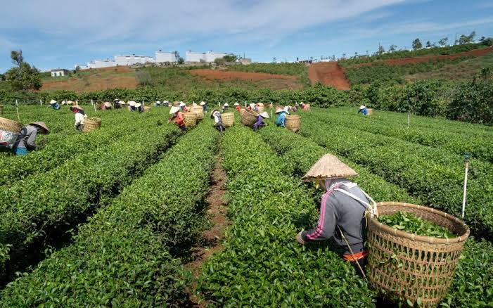 Investasi Tembus Rp206 Triliun, Industri Agro Serap 9,3 Juta Naker