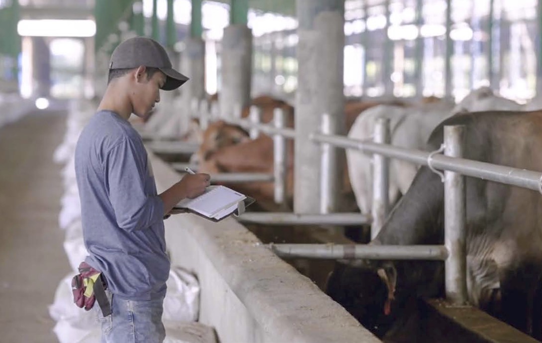 Melejit 708 Persen, Pendapatan BEEF 2024 Sentuh Rp4,93 Triliun