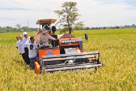 Panen Raya di Majalengka, Presiden Ungkap Tanpa Petani tak ada NKRI