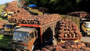 Sikapi AS, Produsen Sawit RI Bidik Pasar Baru di Mesir dan Afrika